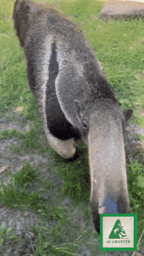 Bumi the Giant Anteater Sniffs You