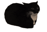 Maxwell the cat spining
